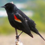 Red Winged Blackbird