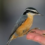Red and White Breasted Nuthatch1