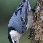 Red and White Breasted Nuthatch1