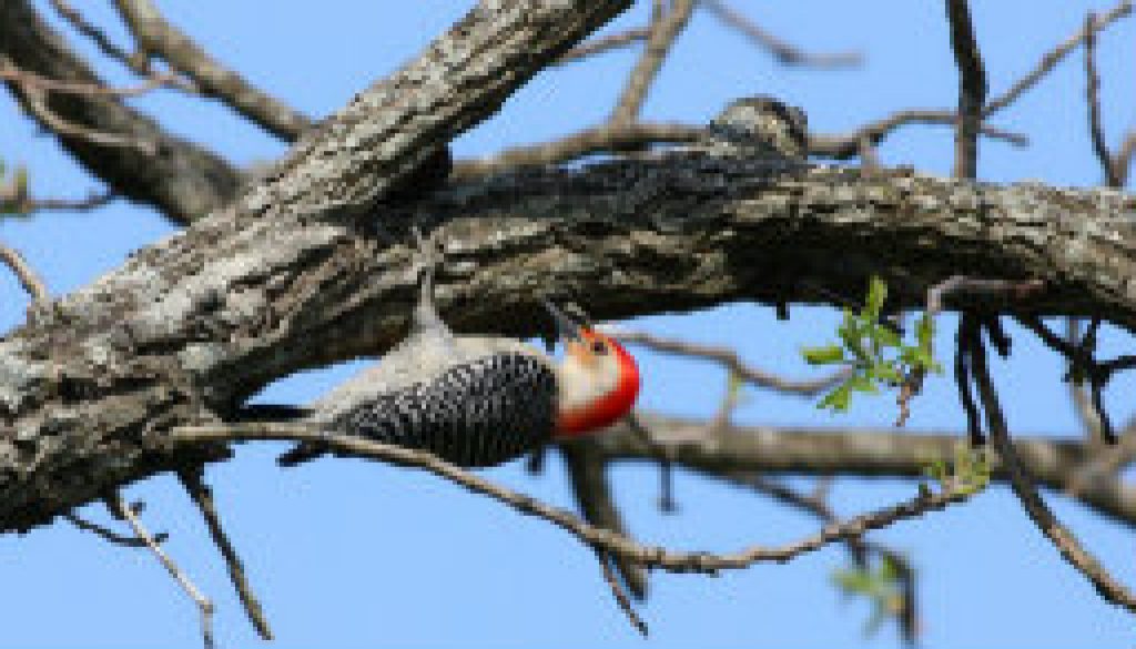 Red-bellied Woodpecker in April at ROLF featured