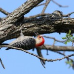 Red-bellied Woodpecker in April at ROLF