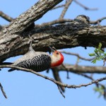 Red-bellied Woodpecker in April at ROLF