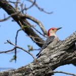 Red-bellied Woodpecker in April at ROLF