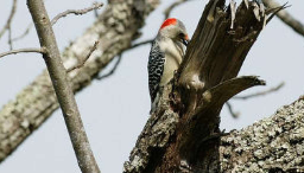 Red-bellied woodpecker longshots featured