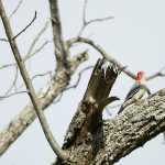 Red-bellied woodpecker longshots