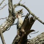 Red-bellied woodpecker longshots