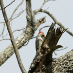 Red-bellied woodpecker longshots