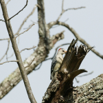 Red-bellied woodpecker longshots