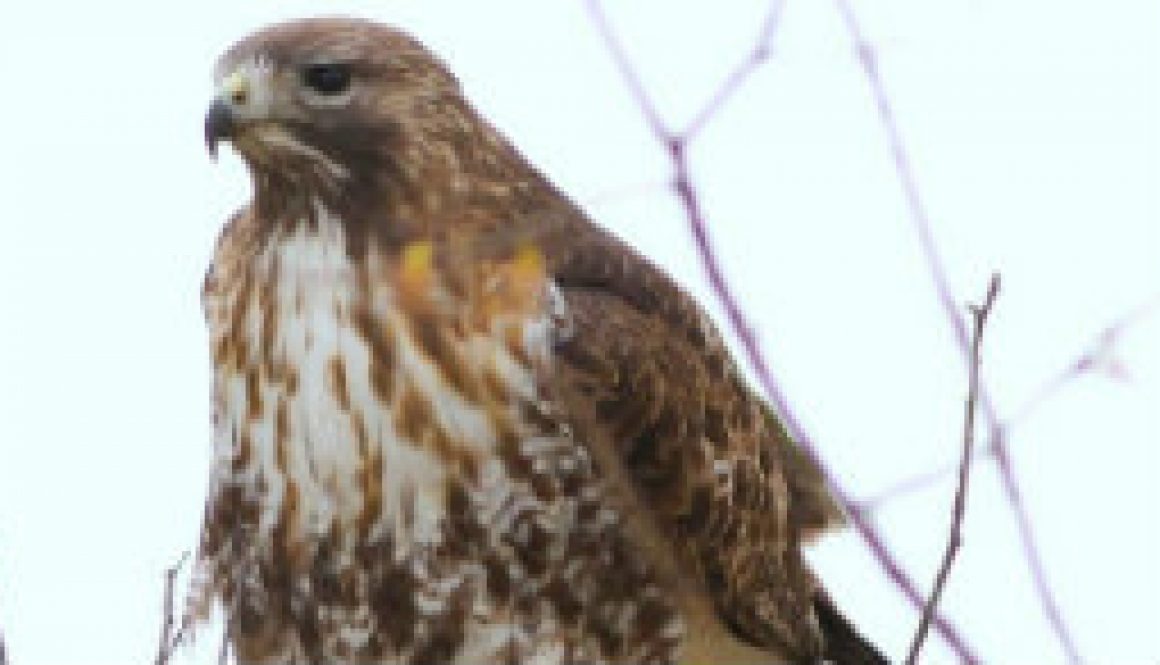 Red-tailed Hawk Sequence featured