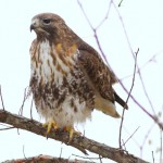 Red-tailed Hawk Sequence