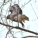 Red-tailed Hawk Sequence