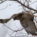 Red-tailed Hawk Sequence