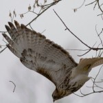 Red-tailed Hawk Sequence