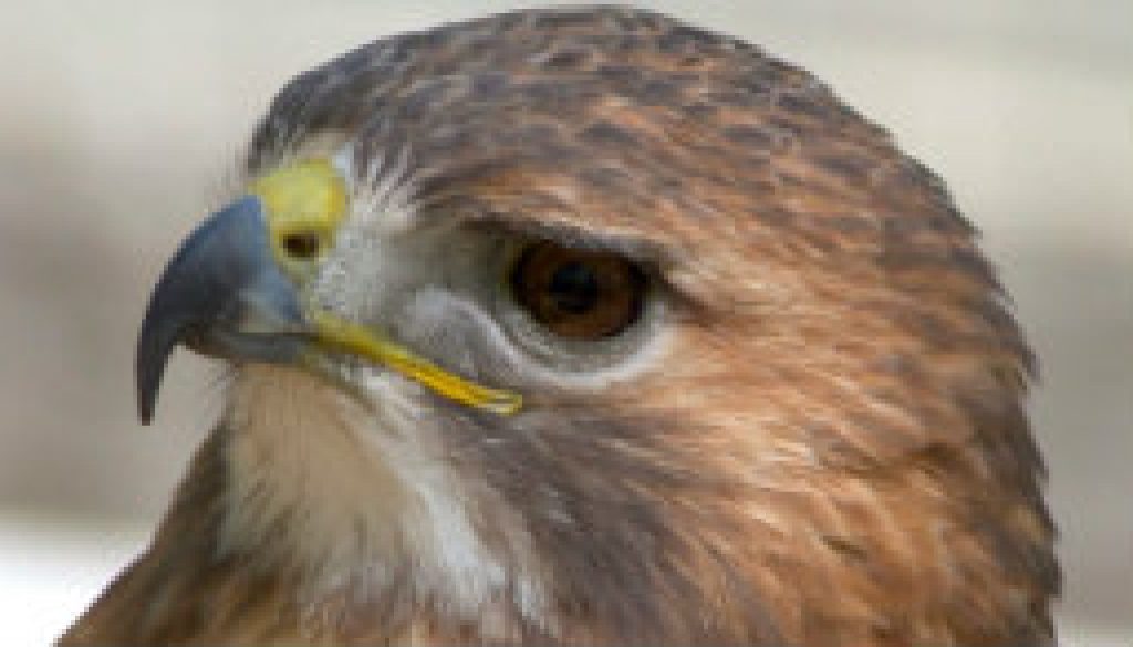 Red-talied Hawk -- Closer pictures featured