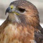 Red-talied Hawk -- Closer pictures