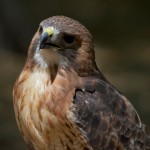 Red-talied Hawk -- Closer pictures