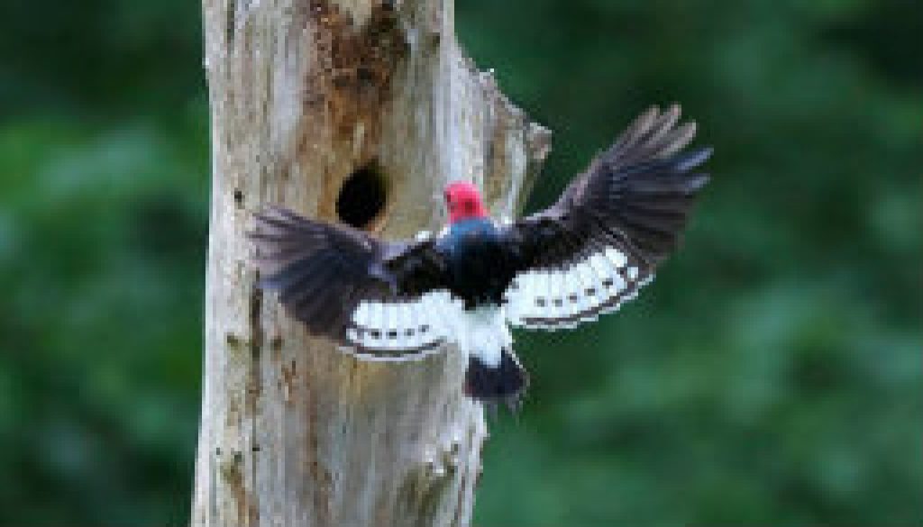 Redheaded Woodpeckers featured