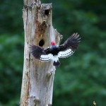 Redheaded Woodpeckers nearing fledging brood one