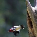 Redheaded Woodpeckers nearing fledging brood one