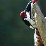 Redheaded Woodpeckers nearing fledging brood one