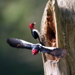 Redheaded Woodpeckers nearing fledging brood one