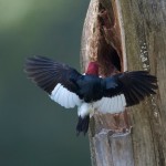 Redheaded Woodpeckers nearing fledging brood one