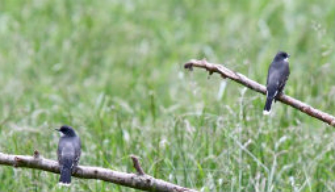 River of Life Farm; great birding location featured River of Life Farm; great birding location featured