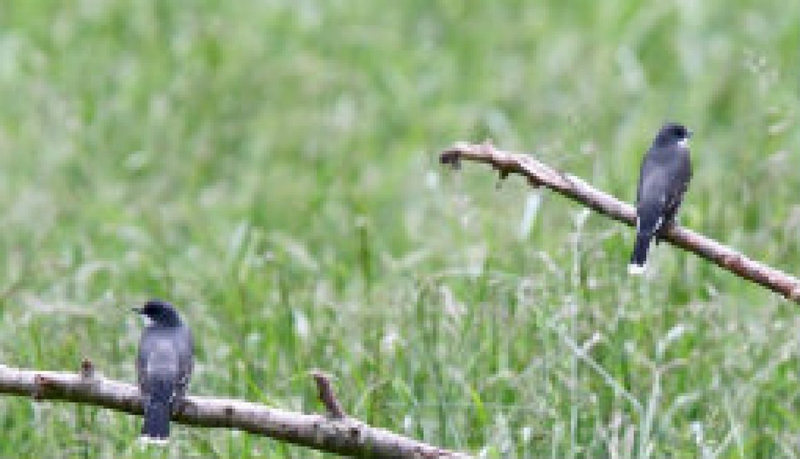 River of Life Farm; great birding location featured