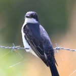 River of Life Farm; great birding location