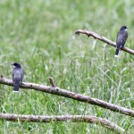 River of Life Farm; great birding location