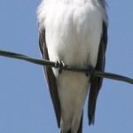 River of Life Farm; great birding location