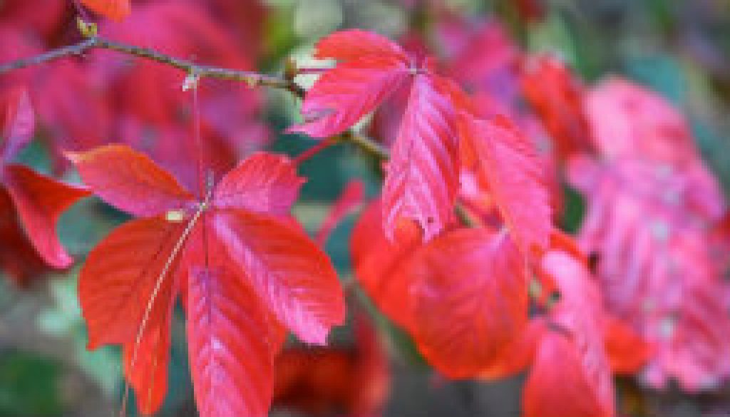 River of Life, Red, Red, Red featured