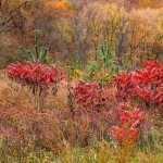 River of Life, Red, Red, Red