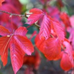 River of Life, Red, Red, Red