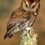Rolf's common Owls