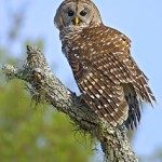 Rolf's common Owls