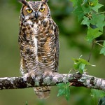 Rolf's common Owls