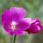 Rose Poppy Mallow