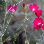 Rose Poppy Mallow