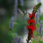 Ruby Throat Hummingbird female on Lobelia