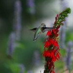 Ruby Throat Hummingbird female on Lobelia