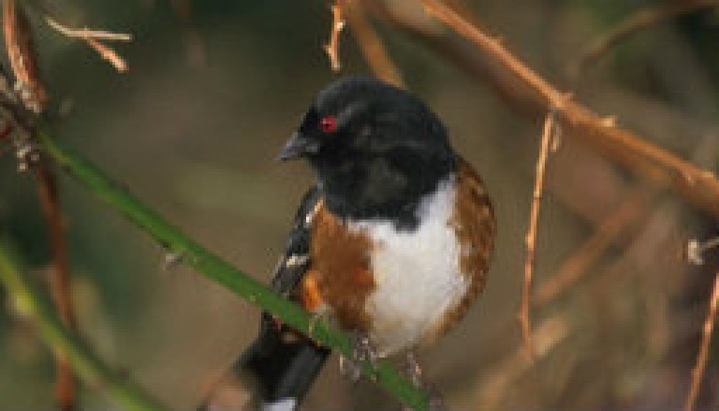 Rufous Sided Towhee featuired