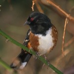 Rufous Sided Towhee