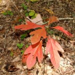 Sassafras is turning colors auf 7 08 