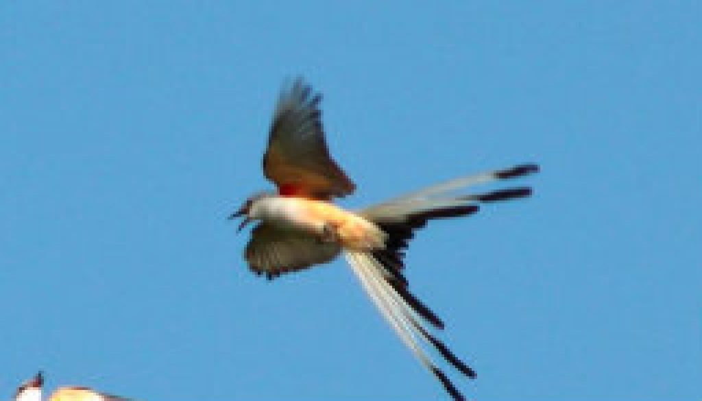 Scissor Tail Flycatcher featured