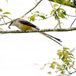 Scissor Tail Flycatcher