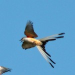 Scissor Tail Flycatcher