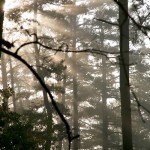 September Morning at Whispering Pines Cabin