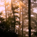 September Morning at Whispering Pines Cabin