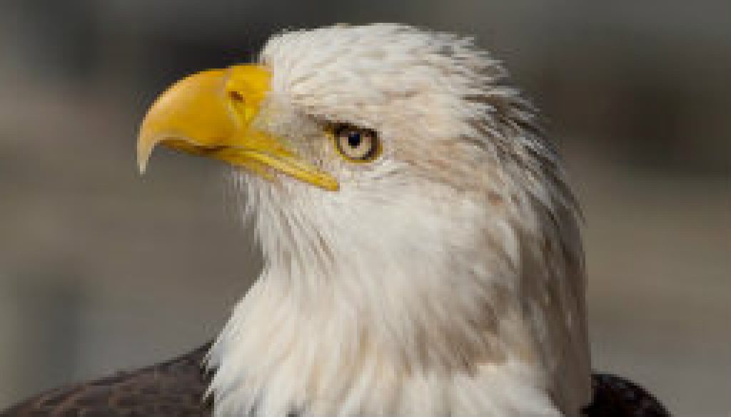 Shots of Bald Eagle (portrait)